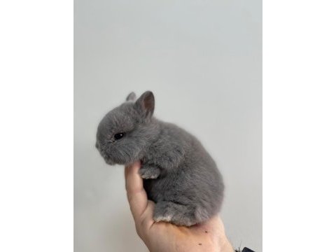 Hollanda cücesi tavşan netherlans dwarf