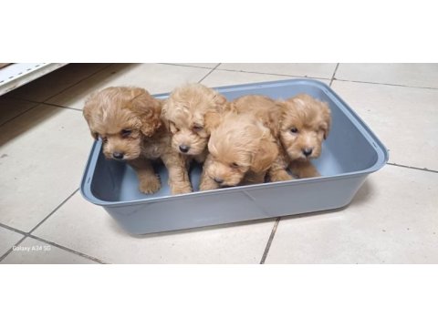 Maltipoo yavrular