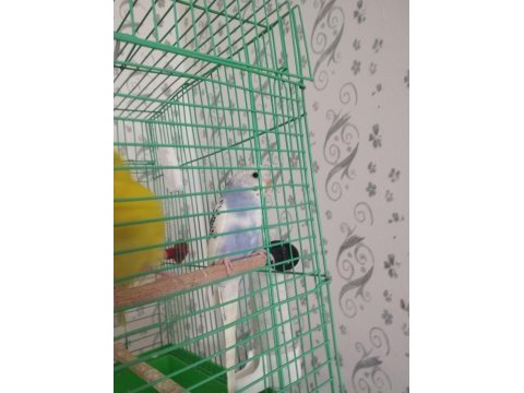 4 aylık erkek muhabbet kuşu