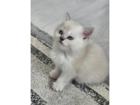 Tatlı yavru kedilerim