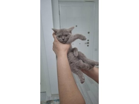 3 aylık british shorthair