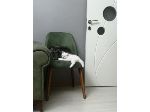 3 buçuk aylık british shorthair