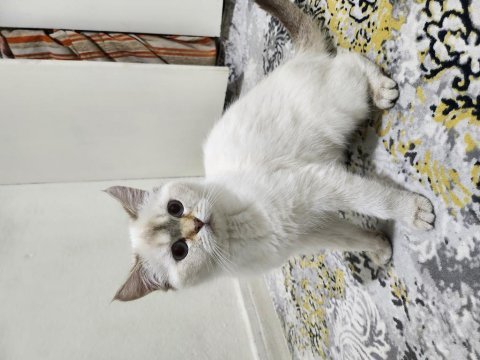 6 - 11 aylık arası blue point british shorthair