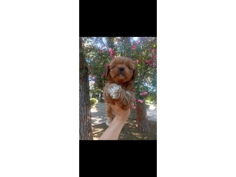 Koku tüy sorunu olmayan tuvalet eğitimli maltipoo yavrular