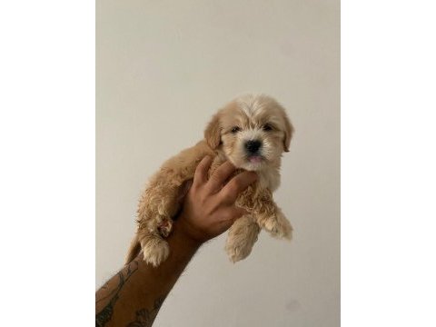 Maltipoo yavrularım yeni yuvasını arıyor
