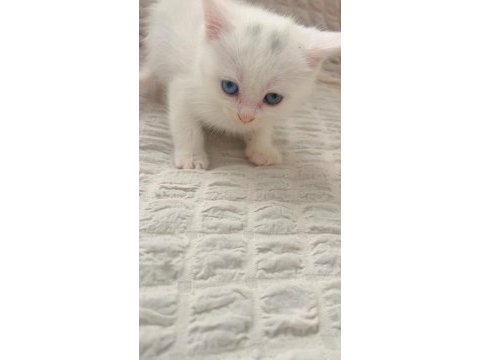 Sahiplendirme british longhair kedimiz