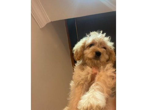 Maltipoo erkek 3 aylık f2