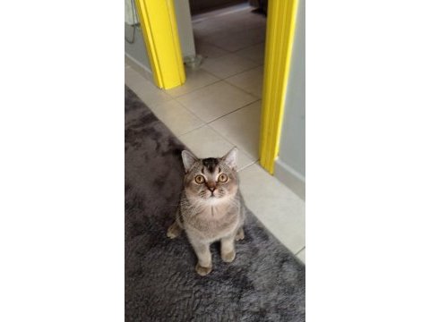 British shorthair ny serisi kedimize dişi eş arıyoruz