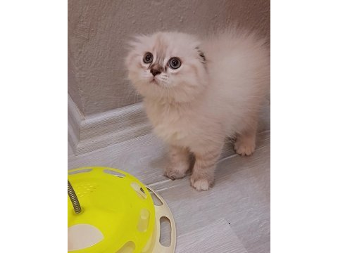 Dişi scottish fold kedisi