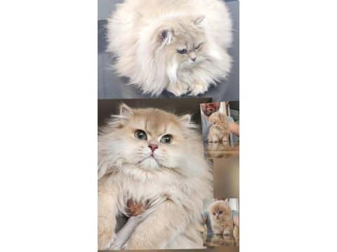 Şampiyon efsane soy british longhair