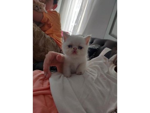 2 adet exotic shorthair yavrumuz yuva arıyor