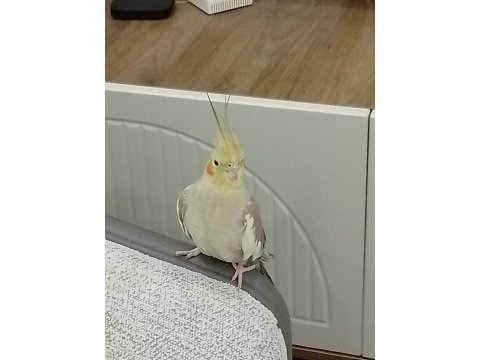 Sultan papağanı 4 yaşında