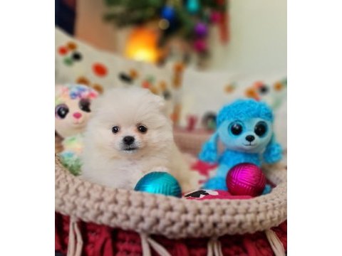 Şecere belgeli pomeranian boo
