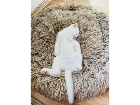 Scottish fold bebek