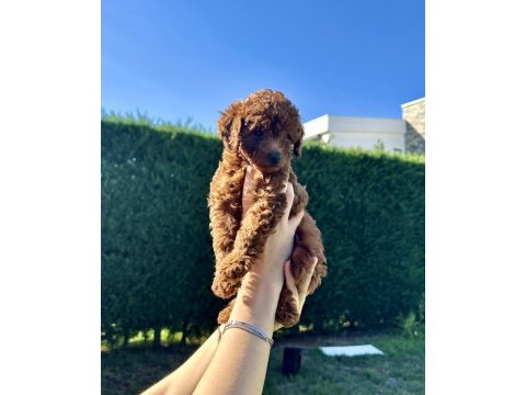 En güzel toy poodle bebeklerimiz