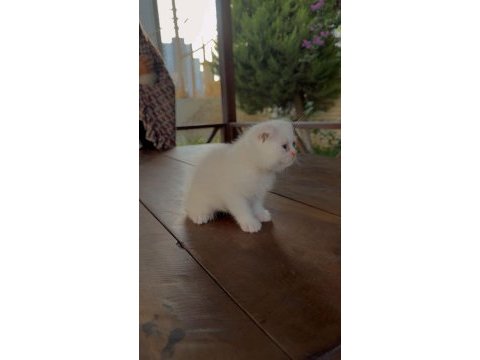 Scottish fold kedimiz