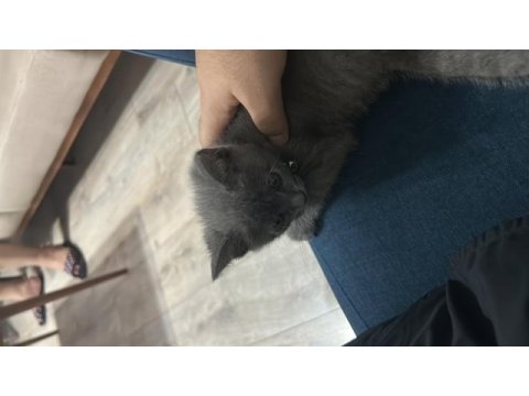 1.5 aylık erkek kedi