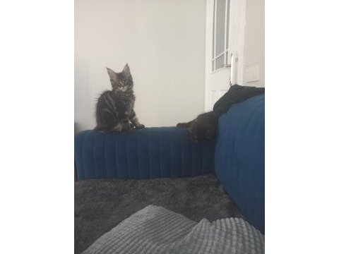 Orijinal safkan maine coon bebekler aileye uygun