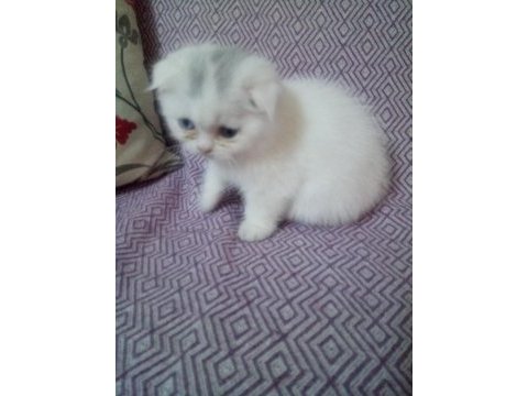Scottish fold yavru
