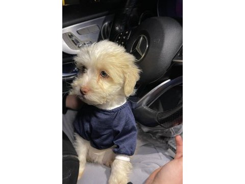 Ayı surat maltipoo yavrularımız