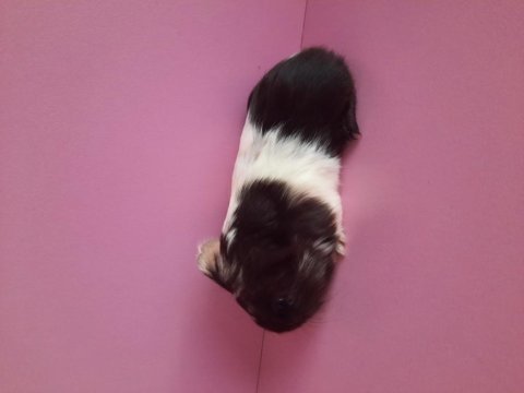 Safkan sheltie ginepig yavrumuz
