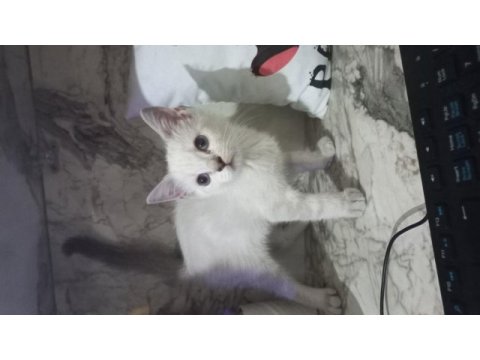 Son 2 erkek british longhair