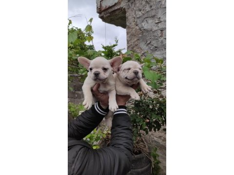 Blue tan platinyum french bulldog