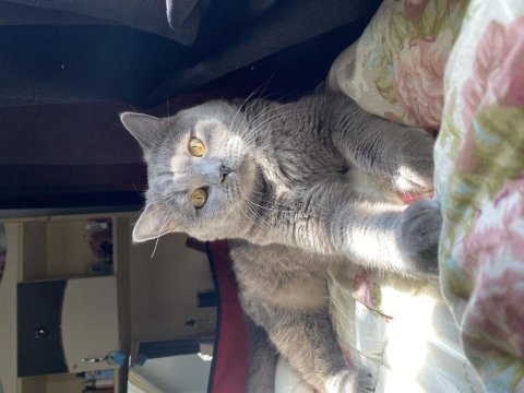 Ücretsiz sahiplendirme british shorthair kedimiz