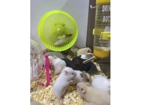 Hamster denilince akla gelen adres baby fish aquarium