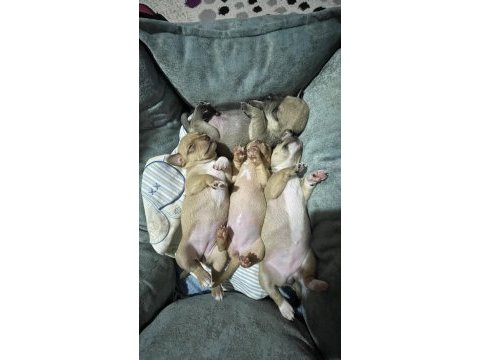 2 aylık pinscher