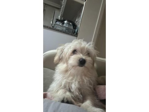 Yeni malta terrier yavrularımız