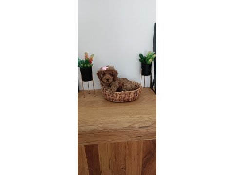 2.5 kiloda kalacak toy poodle bir dişi bir erkek