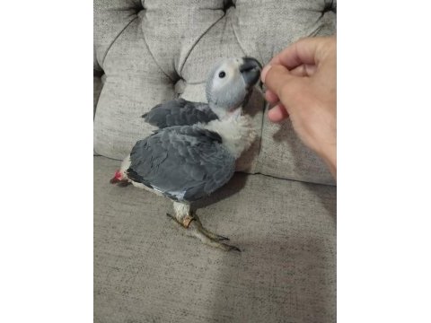 Özel bakımlı jako papağanı yavrusu