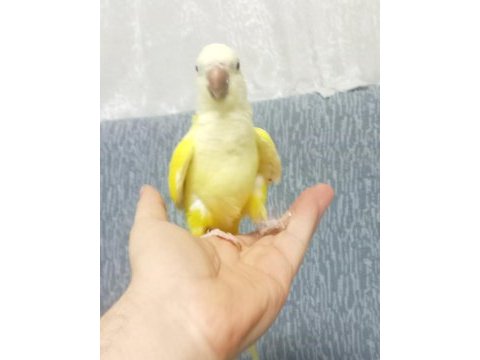 Full evcil monk papağanı çok oyuncudur