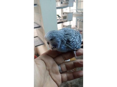 Şov jumbo yavru muhabbet kuşu