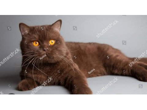 Chocolate british shorthair