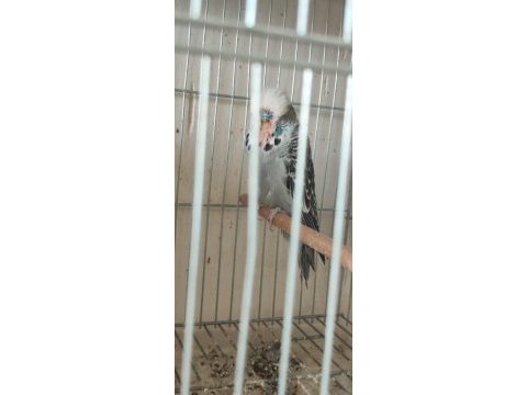 Jumbo show jumbo muhabbet kuşları mevcuttur yavru ve çift