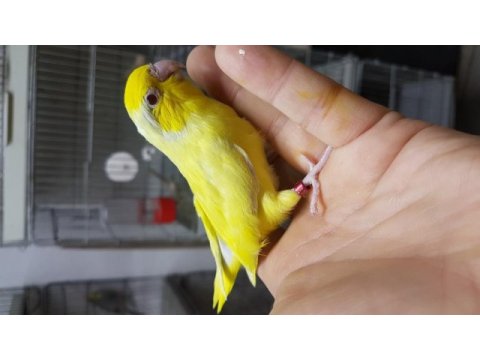 Forpus bebek kuşlar