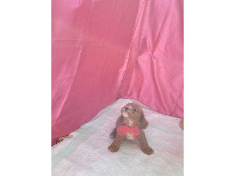 Poodle kalitesinde cavapoo yavrularımız