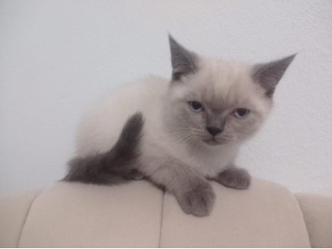 Kaliteli tatlı british shorthair yavrular