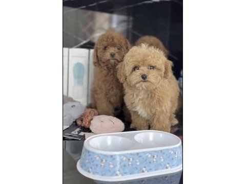 Toy poodle köpeği