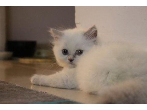 Scottish fold yavru kedimiz