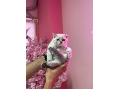 Aşılı tuvalet egıtımlı scottish fold bebeklerimiz