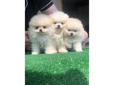 2.5 aylık 2 dişi ve 1 erkek üst kalite pomeranian boo