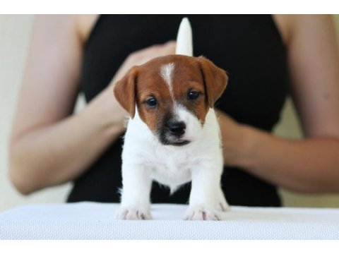 Fcı şecereli, kayıtlı, şampiyon soydan jack russell