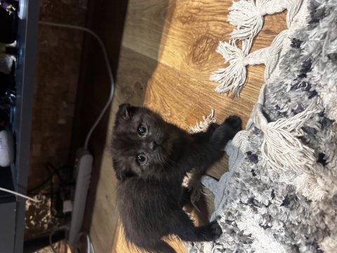 2 aylık scottish fold bebekler