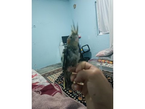 Yavru sultan papağanı