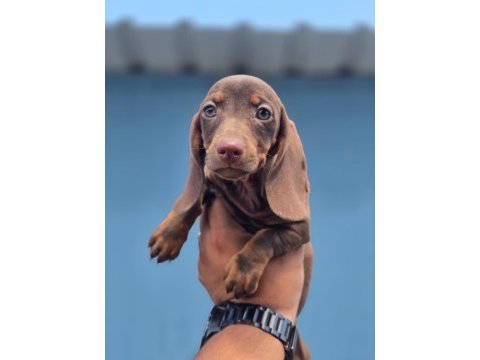 Yurtdışından dachshund yavrular
