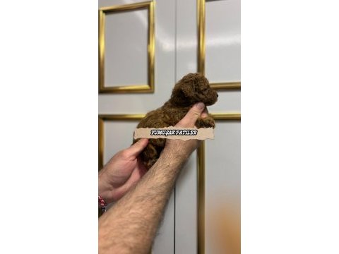 Red poodle yavrular