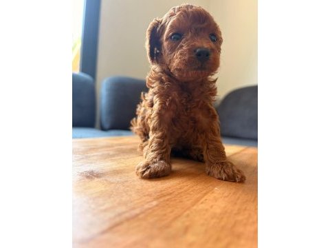 Teacup toy poodle yavrular kg garantili